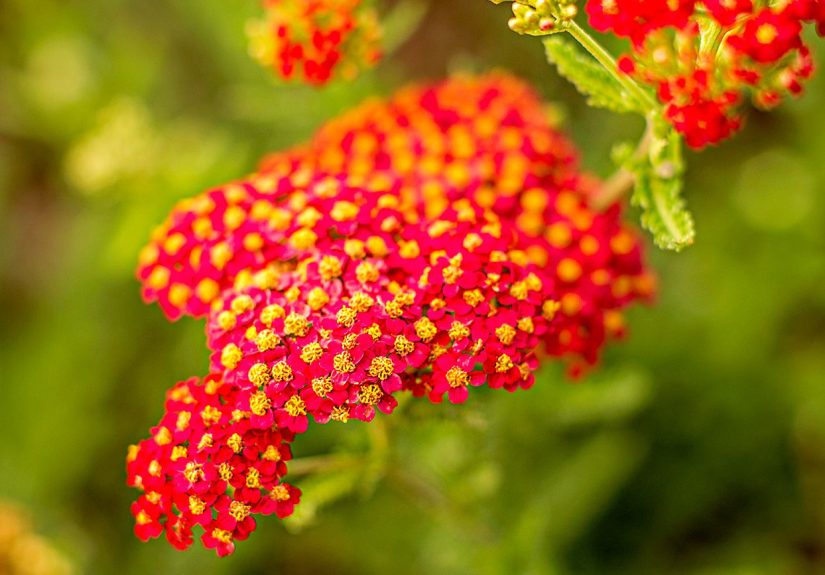 14 Drought-Tolerant Perennials That Can Survive Tough Summers