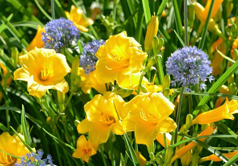 17 Vibrant Perennials That Bloom All Summer for a Colorful Garden