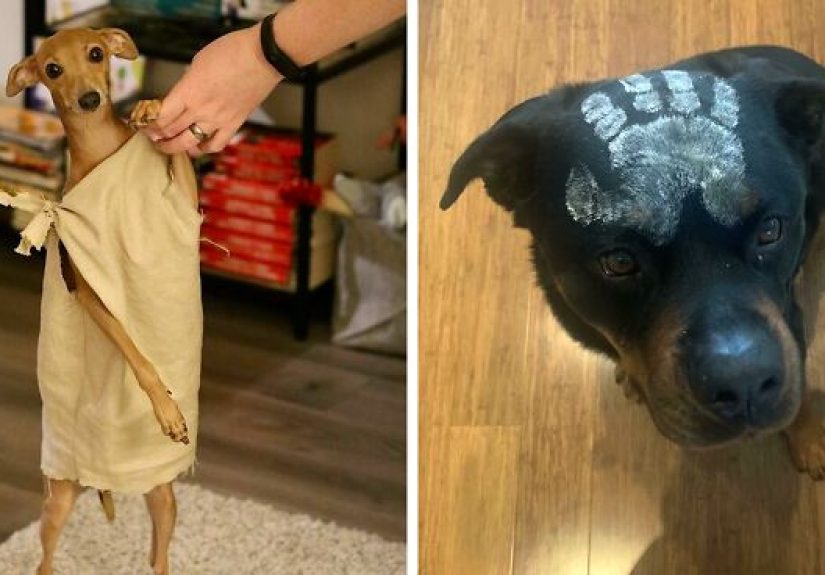 40 Pets That Rocked Their Halloween Costumes