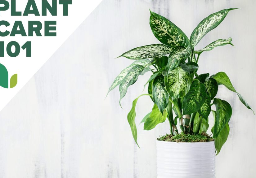 Dumb Cane Care 101 - Bob Vila