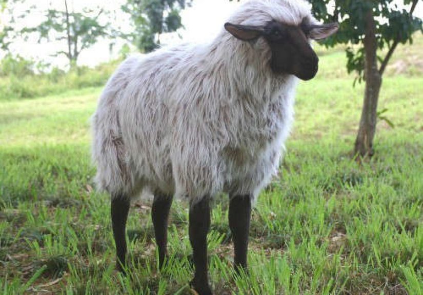 Gentle Ewe Sheep Ride-on