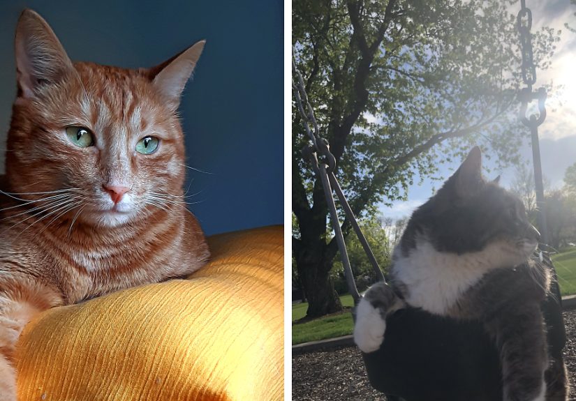 Hey Pandas, If Your Cat Was On A Dating Website What Would Their Profile Be? (Closed)