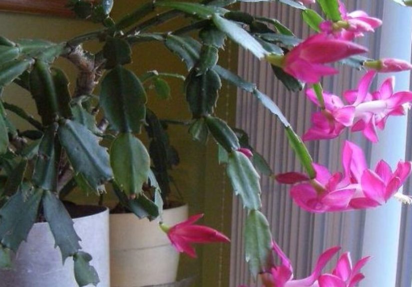 How to Care for Christmas Cactus and Get It to Bloom