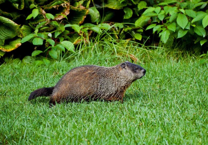 How to Get Rid of Groundhogs: 10 Methods