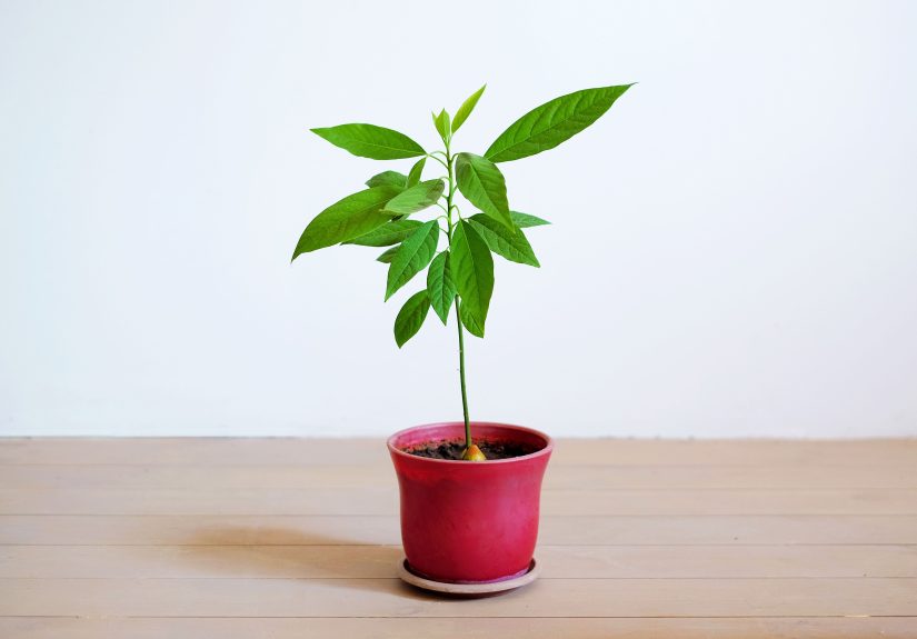 How to Grow an Avocado Tree Indoors: 9 Must-Know Tips