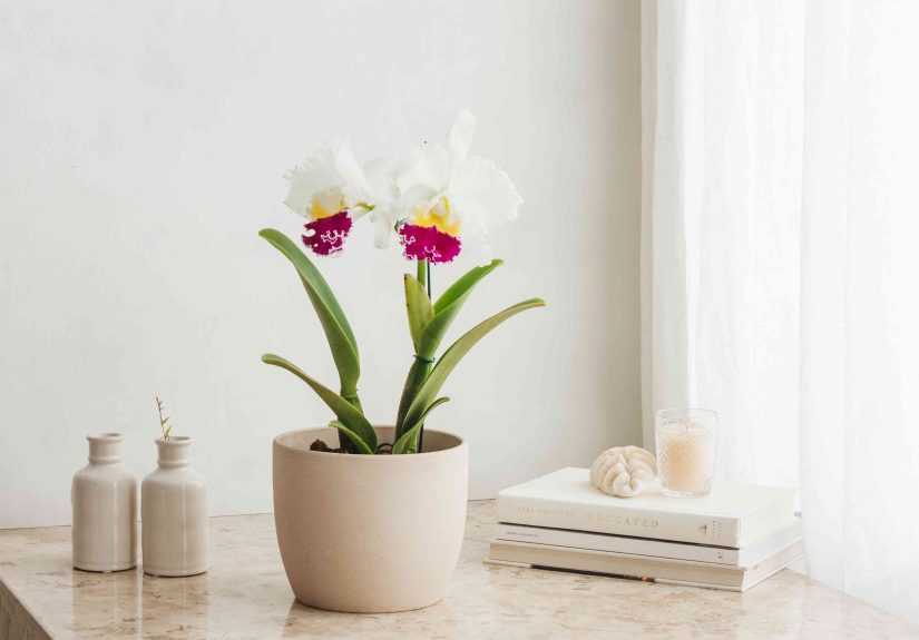 How to Grow and Care for Cattleya Orchids
