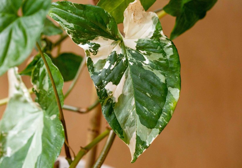 How to Grow and Care for Syngonium Albo