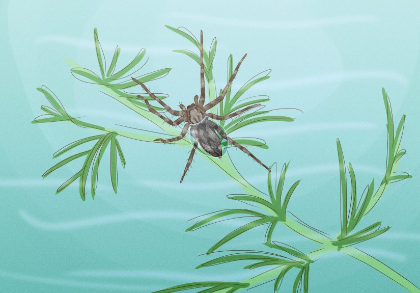 How to Identify a Water Spider: 6 Steps