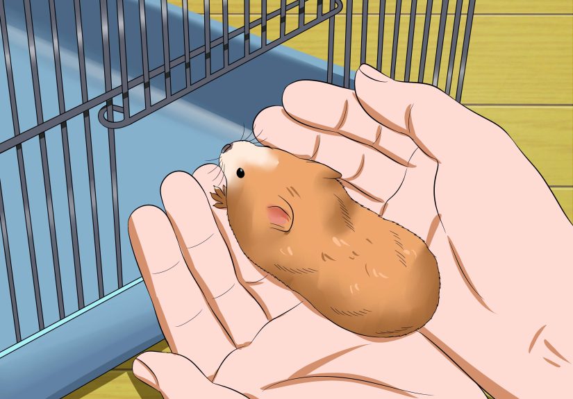 How to Make Your Hamster Trust You
