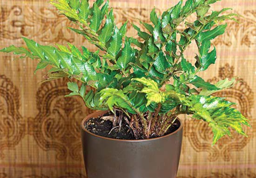 How to Plant and Grow Japanese Holly Fern