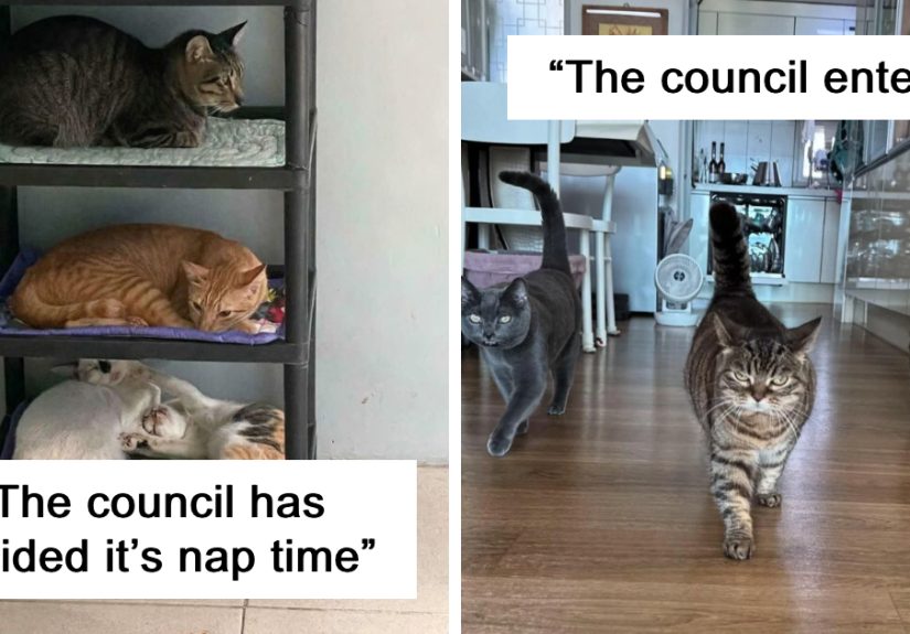 “The Council Requires Snackies”: 50 Hilarious Pics Of Cats Grouping Together
