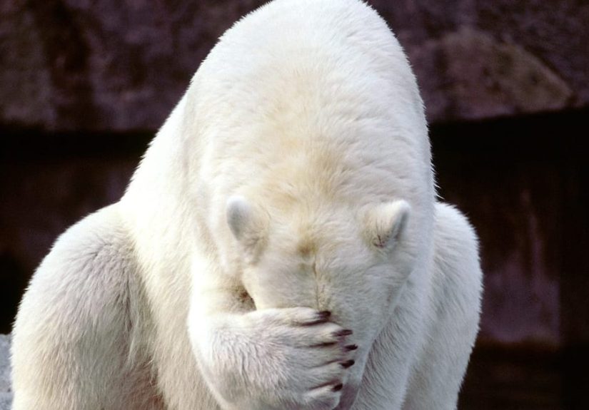 Weird Animal Facts That Will Make You Sad