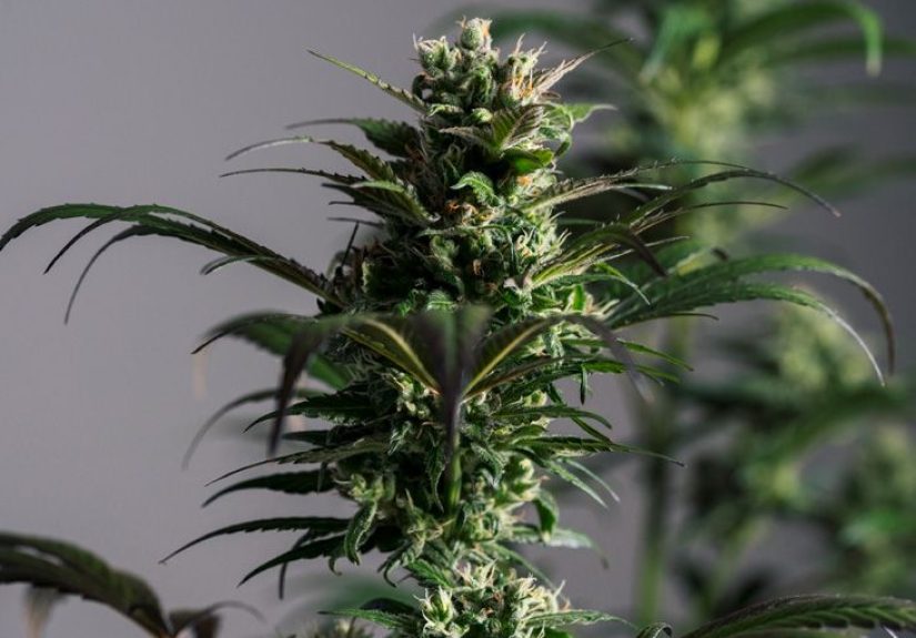 What is CBDA and how is it different from CBD?