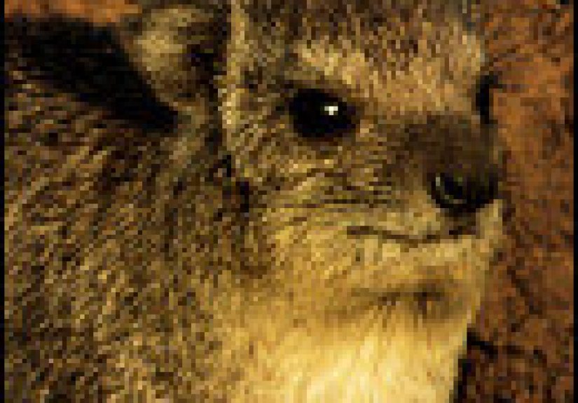 10 Animals You Won't Believe Are Closely Related