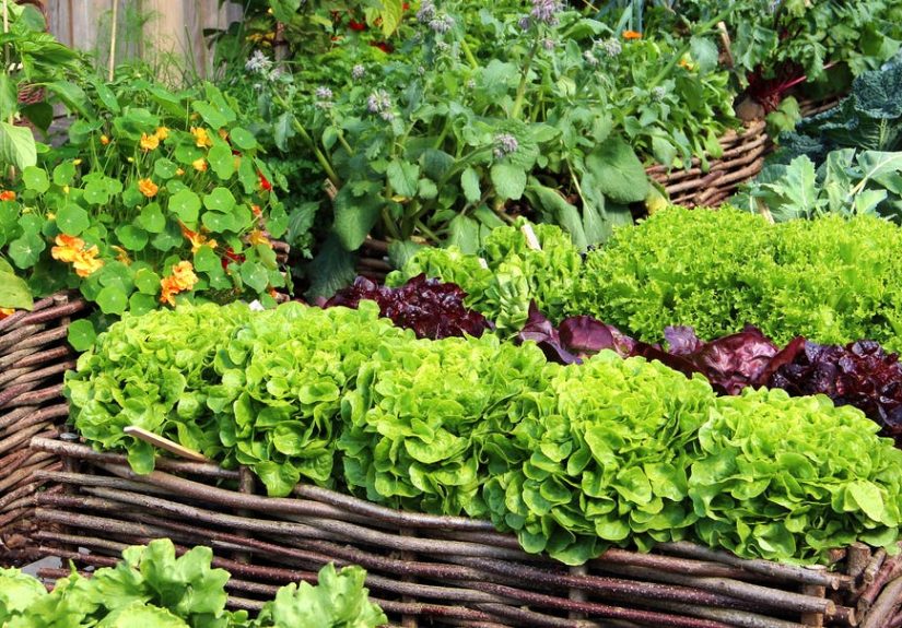 10 Best Vegetables and Flowers to Plant in September