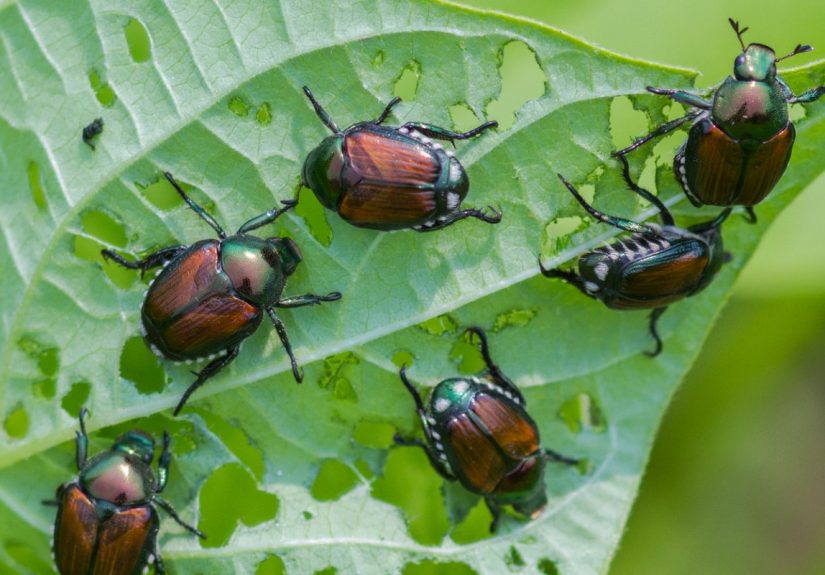 10 Types of Beetles Every Homeowner Should Know - Bob Vila