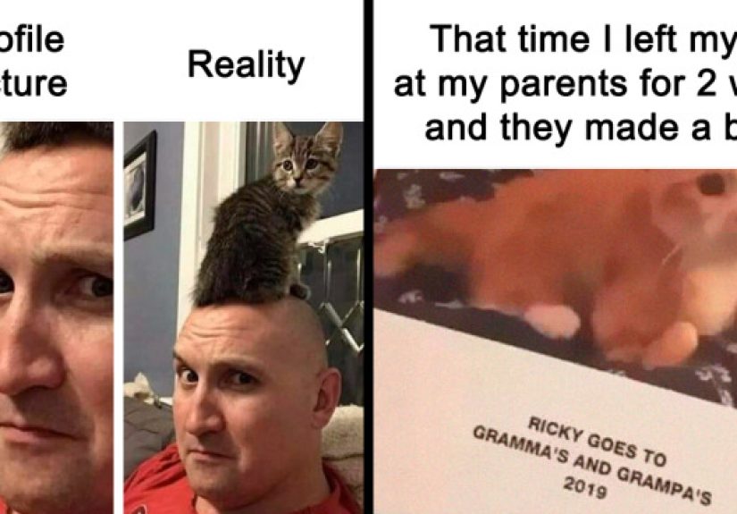 105 Relatable Cat Memes You’ll Probably Wish You Could Tag Your Cat In