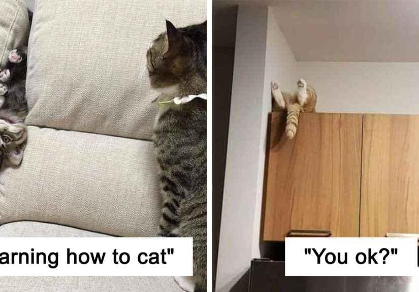 12 Of The Derpiest Cats Caught On Camera
