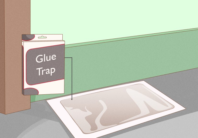 3 Ways to Catch a Rodent in Your House