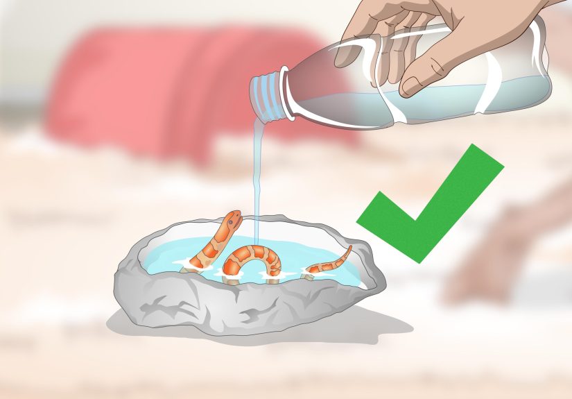 3 Ways to Create a Corn Snake Vivarium