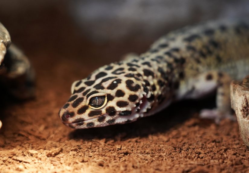 4 Ways to Make a Simple Leopard Gecko Enclosure