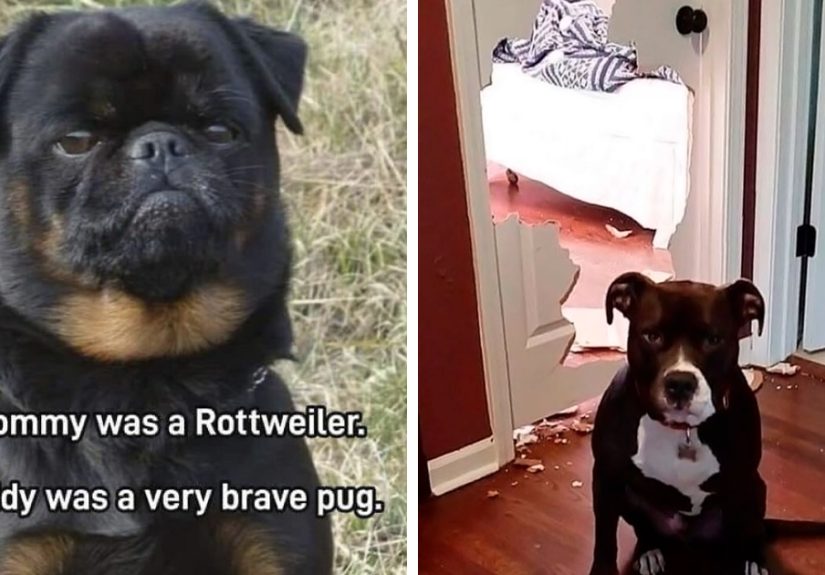 50 Soul-Healing Dog Memes That Are Cute And Funny At The Same Time