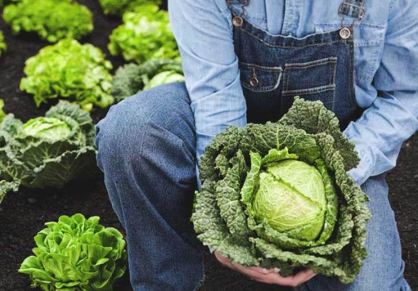 9 Impressive Health Benefits of Cabbage
