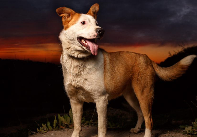 A Story About My Experiences Photographing Homeless Dogs