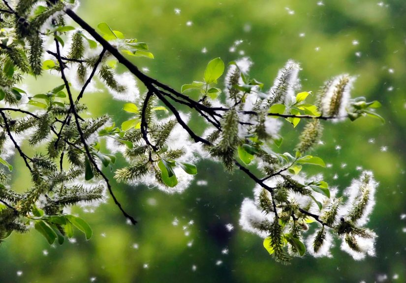 Allergy Basics: What Happens During an Allergic Reaction?