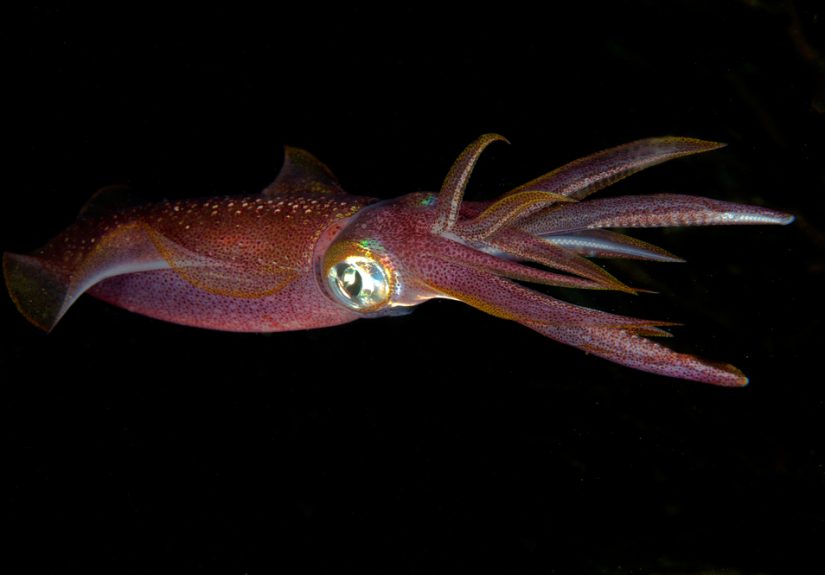 Being like squid is easy. Don't be one.