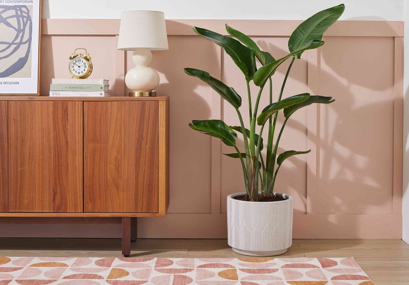 Bird of Paradise: Plant Care & Growing Guide