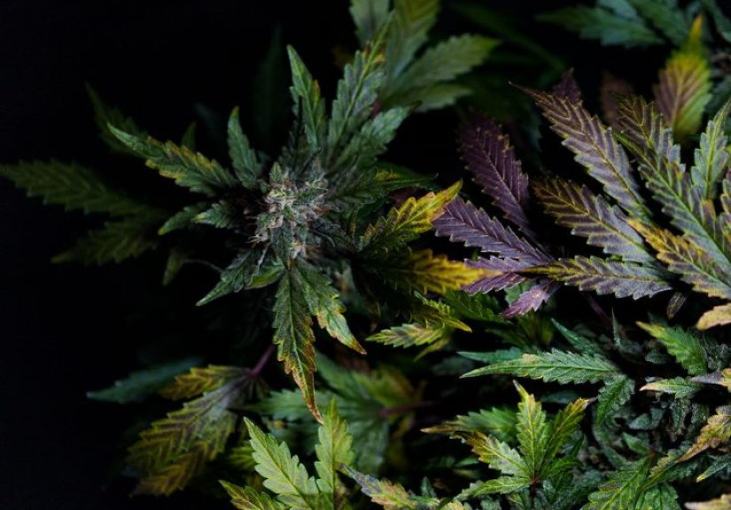 Cannabis and heart health: Benefits and risks