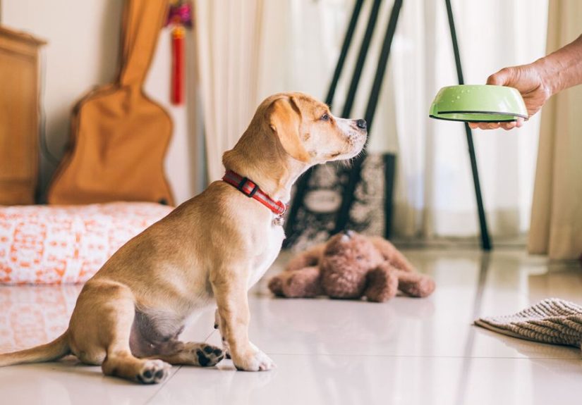 Classical Conditioning: How It Works and How It Can Be Applied