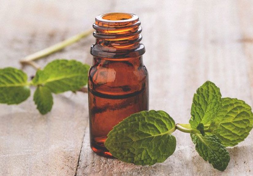 Does Peppermint Oil Repel Spiders?