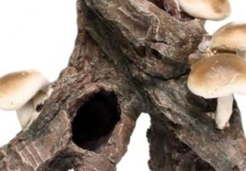 Fairy Garden Supplies - A Unique Source