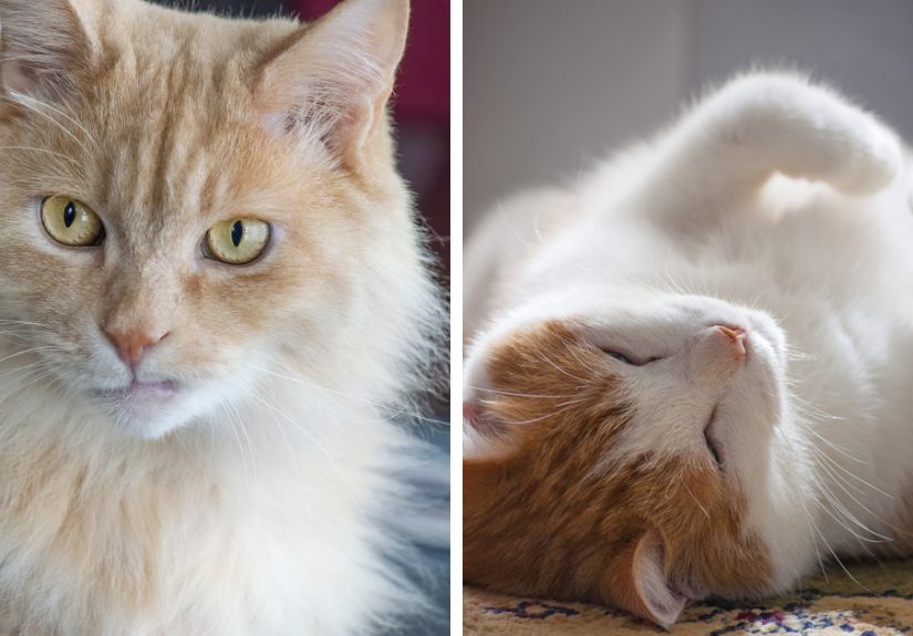 For The Past 5 Years, I’ve Been Taking Photographs Of Our Cats Every Single Day