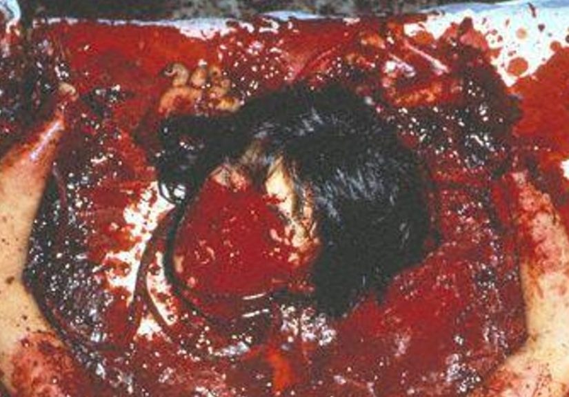 Guinea Pig 2: Flower of Flesh and Blood Rankings And Opinions