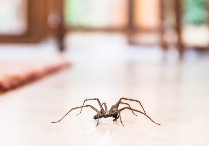 Here's Why You Should Never Kill A Spider