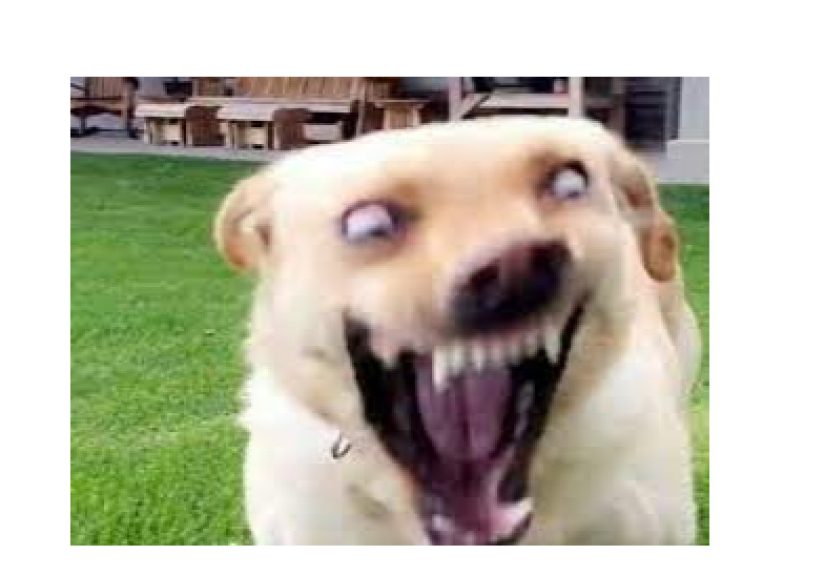 Hey Pandas, Add A Funny Caption To This Random Image