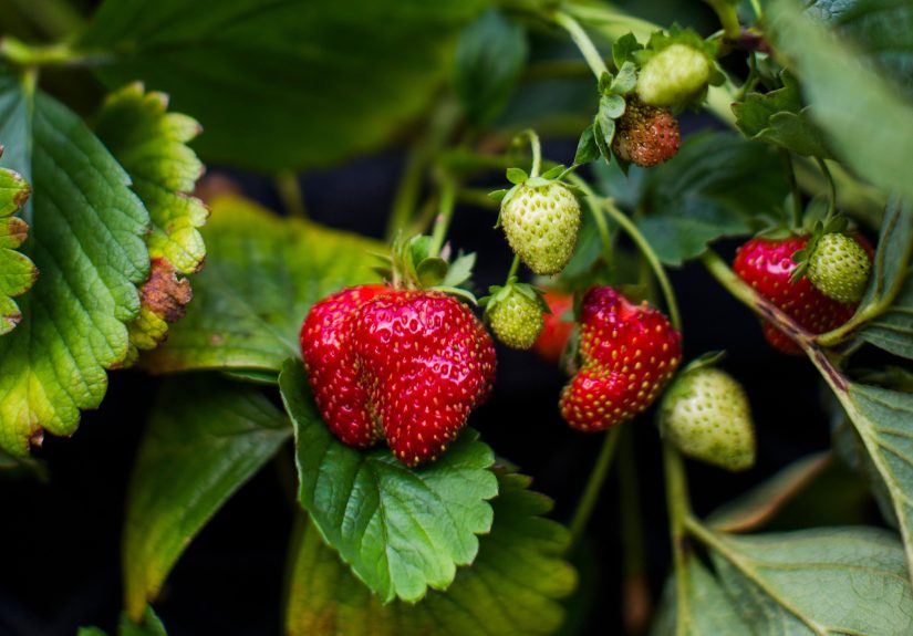How Often to Water Strawberry Plants for a Fruitful Harvest