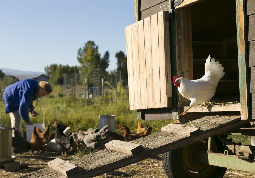 How to Build a Chicken Coop: Basics Every Backyard Keeper Should Know