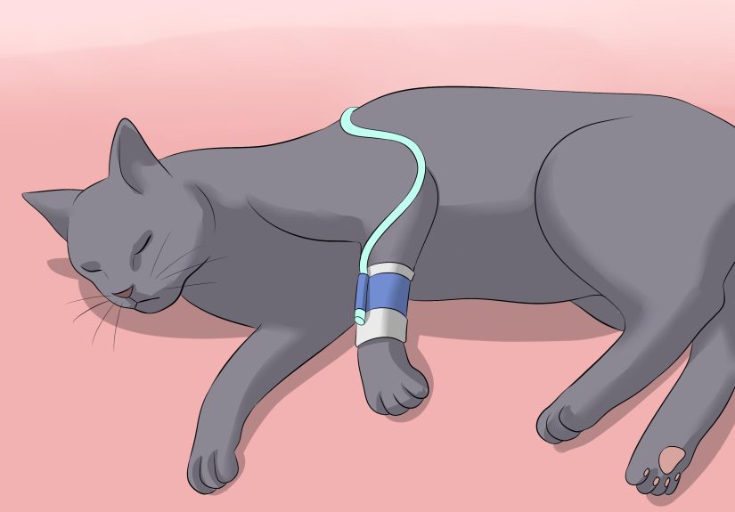 How to Diagnose Kidney Failure in Cats