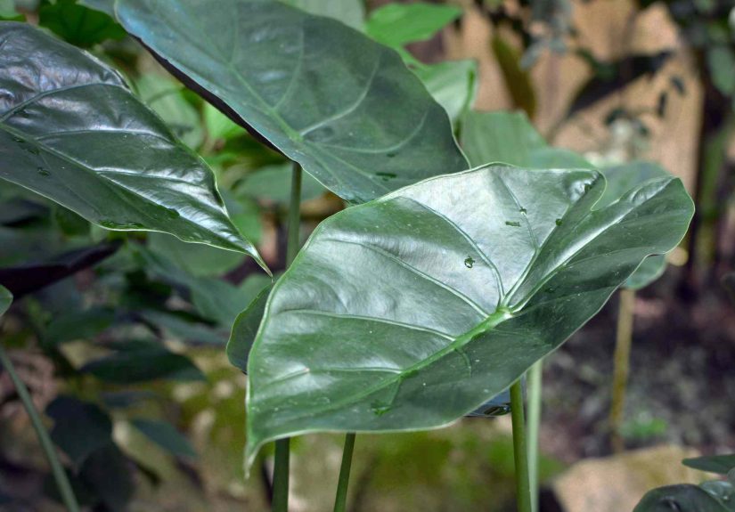 How to Grow and Care for Alocasia Wentii