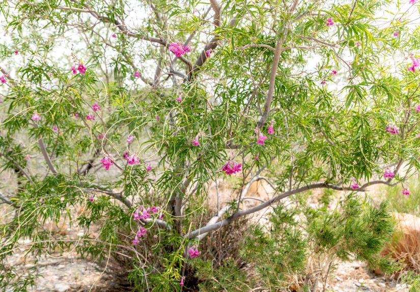 How to Grow and Care for Desert Willow