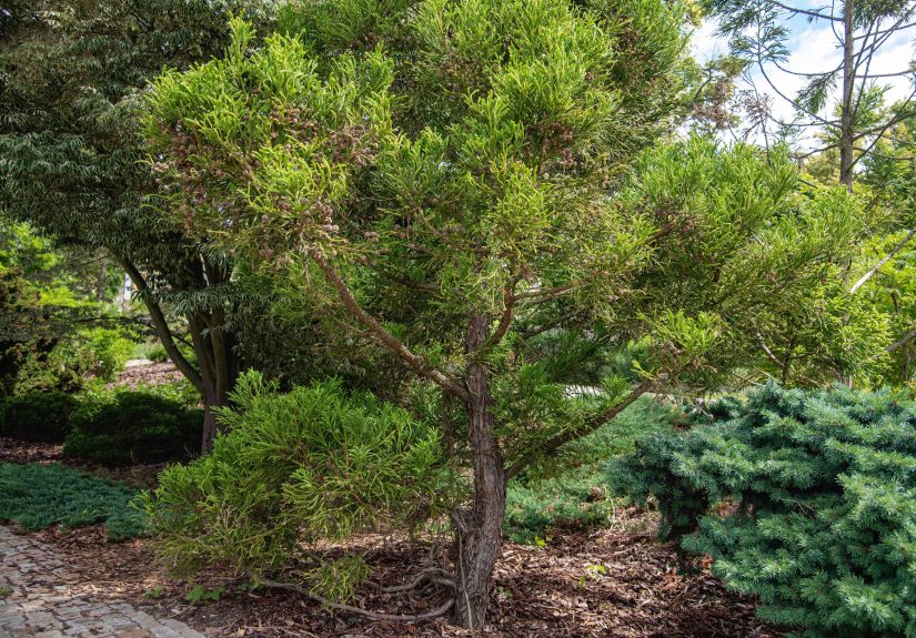 How to Grow and Care for Japanese Cedar