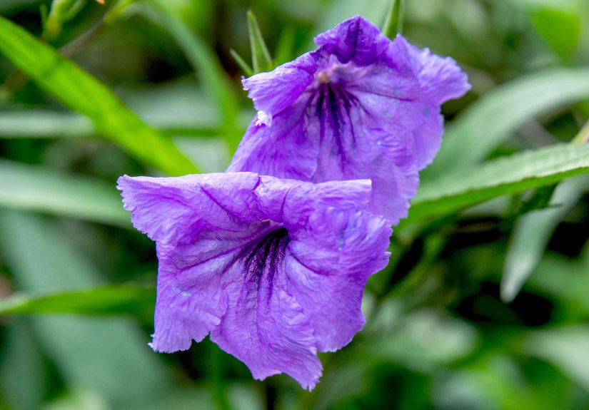 How to Grow and Care for Mexican Petunia