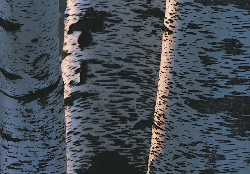 How to Make Faux Birch Bark