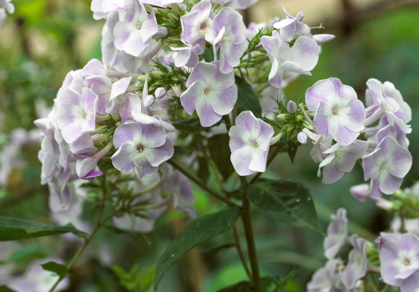 How to Plant and Grow Phlox