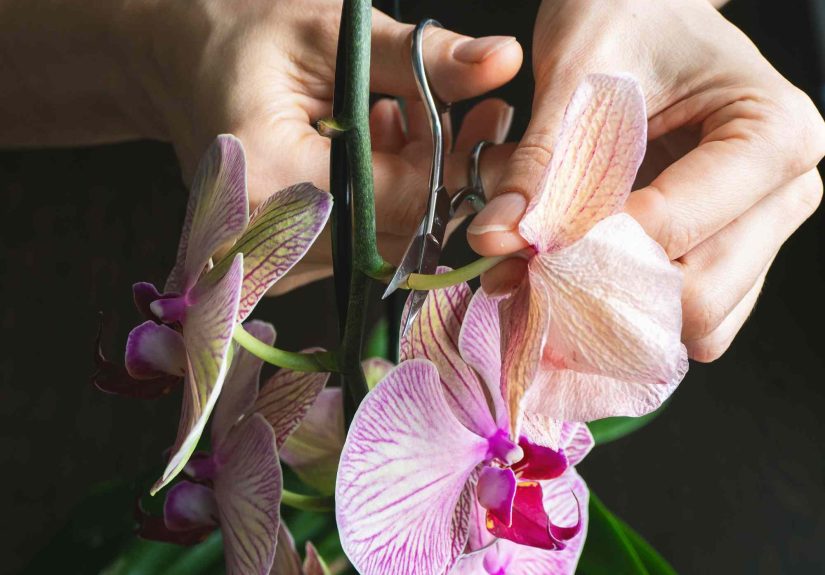 How to Prune Orchids the Right Way