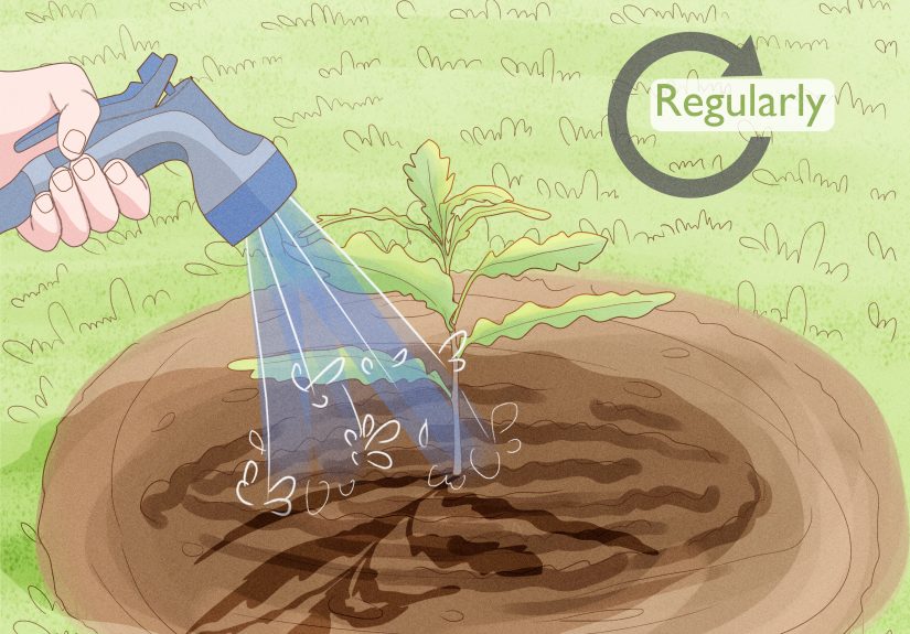 How to Root Trees